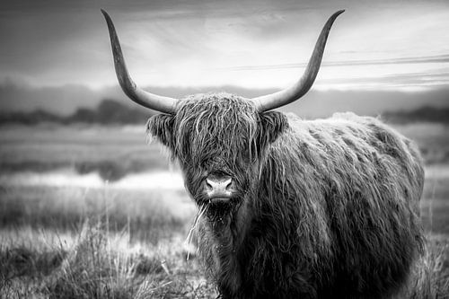 Scottish Highlander