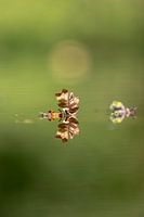 Laub, Stille, Reflexion