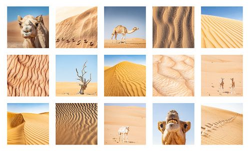 Collage foto's woestijn/kamelen Oman