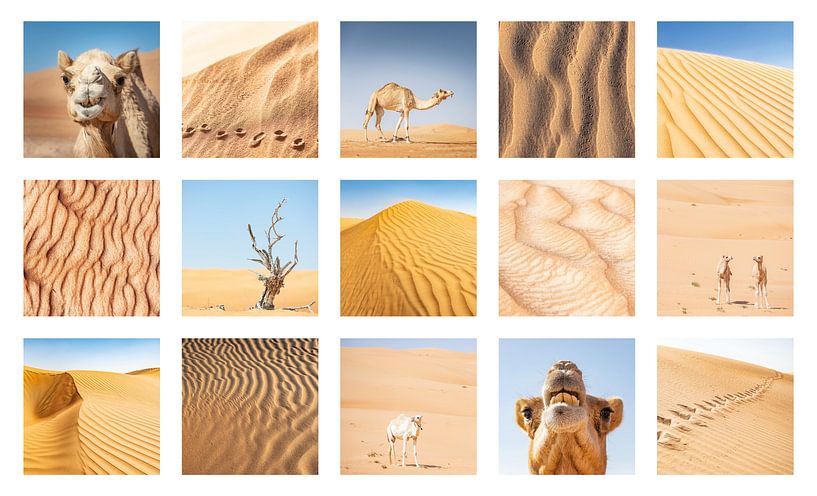 Collage de photos de chameaux et de désert Oman par Ron van der Stappen
