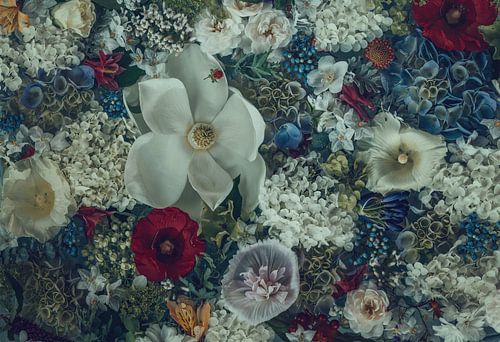 Magnolia Grandiflora