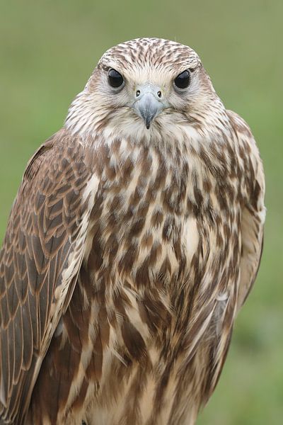 Sakervalk (Falco cherrug) van Ronald Pol