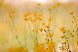 Glücklich Gelb von Hiske Boon