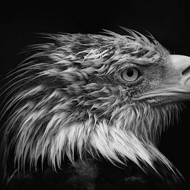 American White-tailed Eagle in black and white by Dennis Schaefer