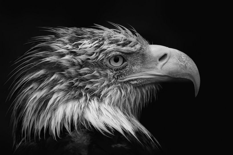 Amerikaanse Zeearend in zwart wit van Dennis Schaefer