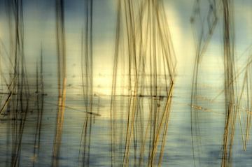 Het sterke en buigzame riet