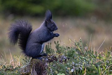 Eichhörnchen (Oachkatzl)