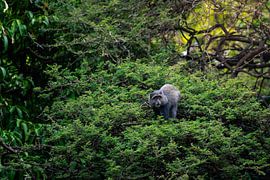 Blauer Affe im dichten Wald – Lake Manyara, Tanzania