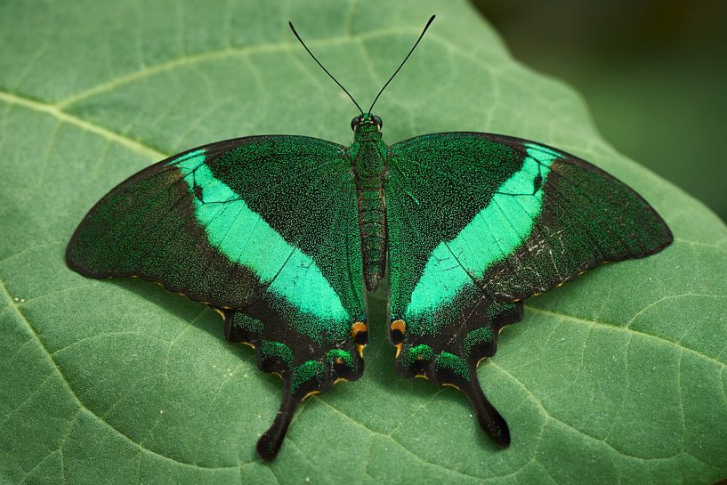 Butterfly ... by Eric Fotografie