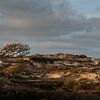 Herten in de duinen van Bo Scheeringa Photography