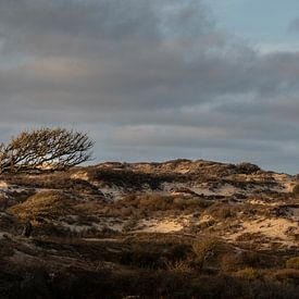 Herten in de duinen van Bo Scheeringa Photography