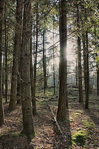 Zonlicht in het bos