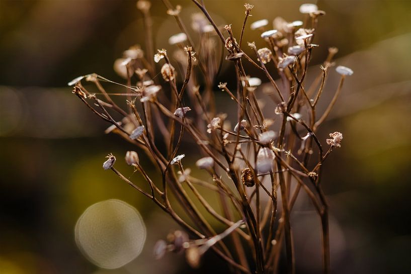 Blumen von Myrthe Vlasveld