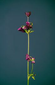 Lassen Sie Ihre Blumen nicht hängen (grün) von michel meppelink