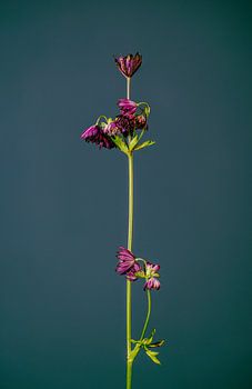 Lassen Sie Ihre Blumen nicht hängen (grün)