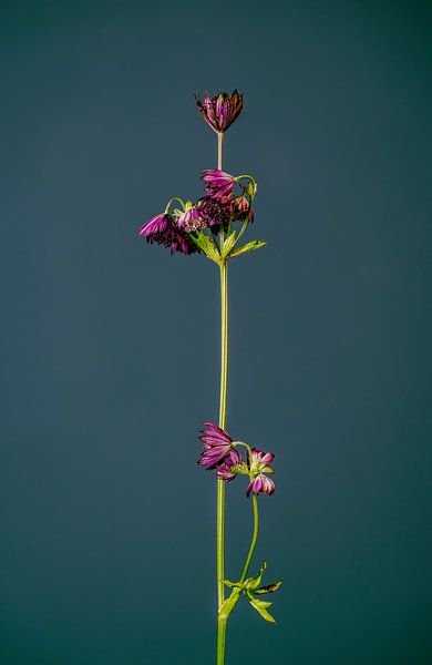 Lassen Sie Ihre Blumen nicht hängen (grün) von michel meppelink