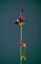Lassen Sie Ihre Blumen nicht hängen (grün) von michel meppelink Miniaturansicht