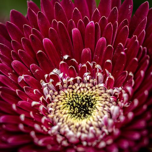 Fleur rouge