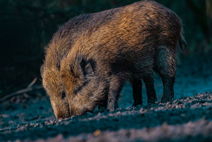 Wildschweinbrüder von bryan van willigen