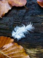 White Feather