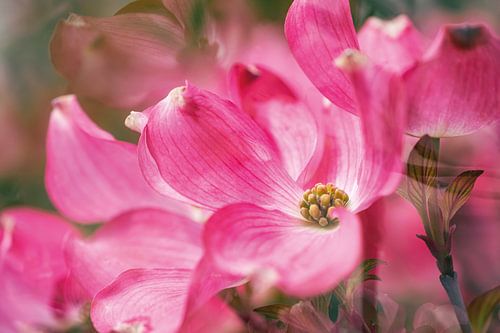 Un cornouiller à fleurs enchanteur