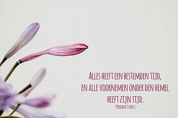 Bijbeltekst Prediker 3 vers 1 statenvertaling