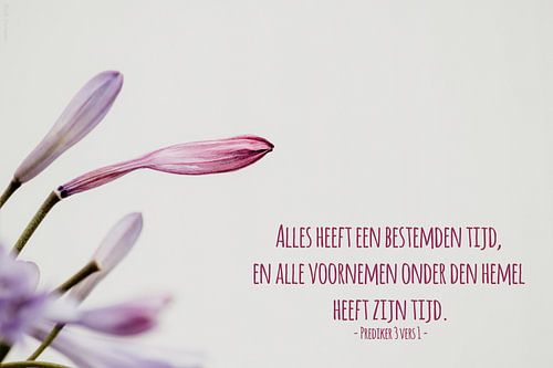 Bible text Ecclesiastes 3 verse 1 state translation