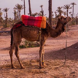 Camel in Marrakech by Jalisa Oudenaarde