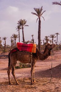 Camel in Marrakech van Jalisa Oudenaarde