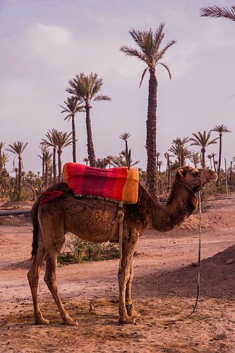 Camel in Marrakech