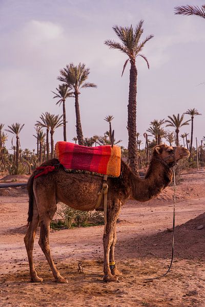 Kamel in Marrakech von Jalisa Oudenaarde