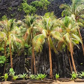 Palmbomen bij de Small Lagoon in de Bacuit Archipel | Filipijnen reisprint van Travelaar