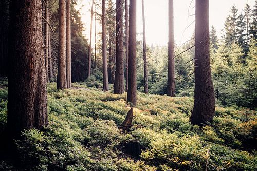 Idylle dans la forêt