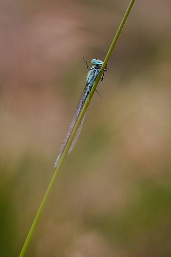 zwaaiende waterjuffer