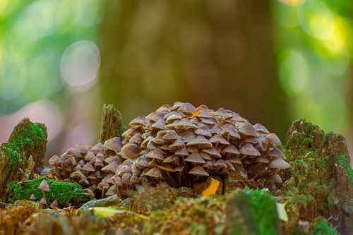 Paddenstoelen op een boomstam in een loofbos in de herfst