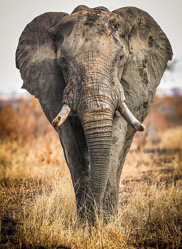 African elephant in South Africa