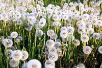 Withered dandelion