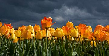 Orange-gelbe Tulpen von Franke de Jong