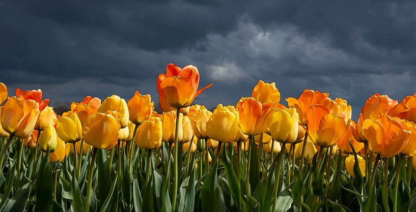Orange-yellow tulips by Franke de Jong