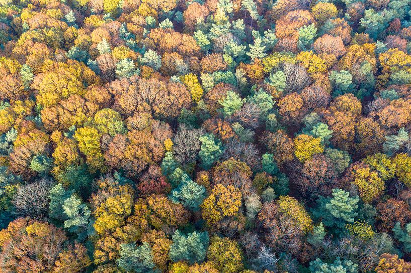 Autumn colours in the forest by Jeroen Kleiberg