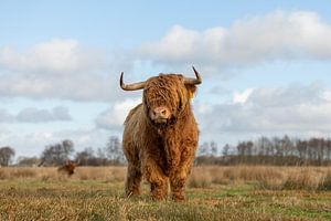 Zäher schottischer Highlander unter einem schönen bewölkten Himmel