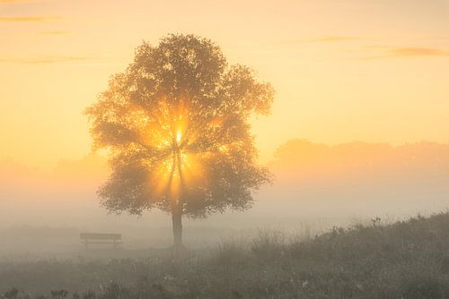 Shine on you crazy Diamond