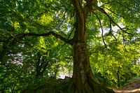 Arbre puissant dans les Vosges