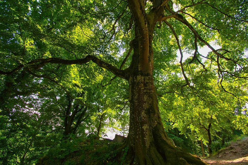 Mächtiger Baum in den Vogesen von Tanja Voigt