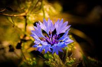 Violette Blume