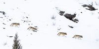 Wölfe im Yellowstone