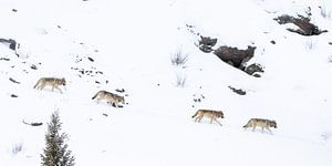 Les loups à Yellowstone sur Sjaak den Breeje
