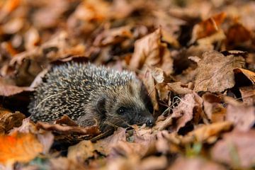 European hedgehog (Erinaceus Europaeus) sleeping in autumn leaves