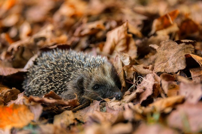 European hedgehog (Erinaceus Europaeus) sleeping in autumn leaves by Dieter Meyrl
