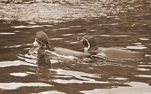 Pinguine in Sepia